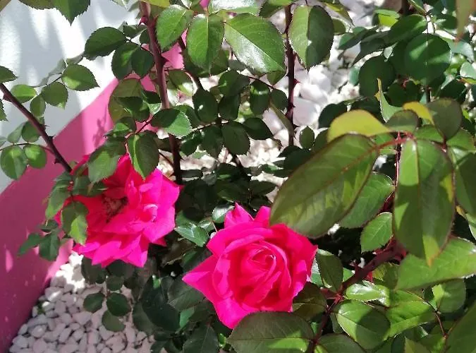 Westerland House Villa *