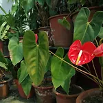 Westerland House וילה *