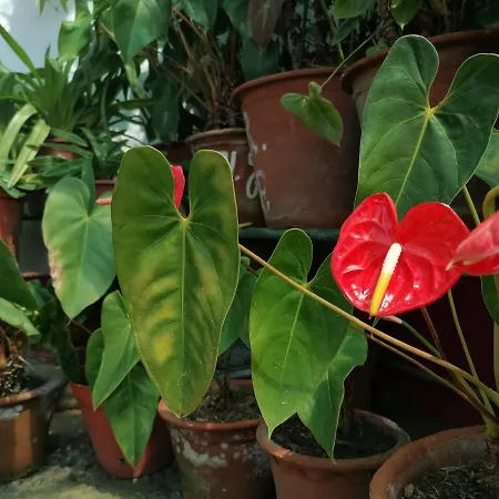 Westerland House Villa *