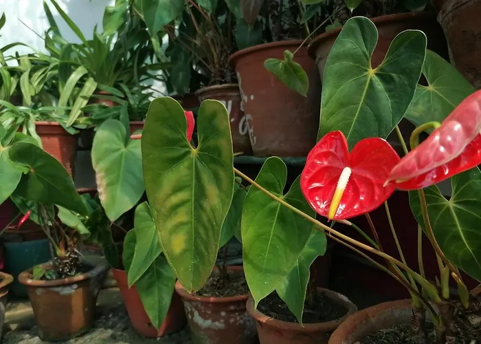 Westerland House فيلة *